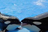 Orcas e golfinhos cruzaram ponto sem volta da evolução e não devem retornar à vida terrestre
