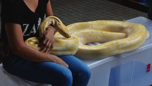 Imagem ilustrativa - Serpente