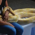 Cobras ajudam no tratamento de pacientes autistas em São Paulo: 'não tenho medo'