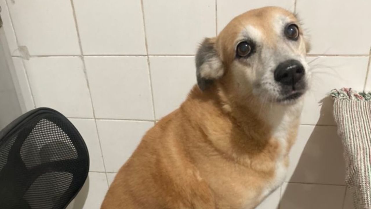 Mulher interrompe viagem para procurar por cão que desapareceu no Réveillon em MG
