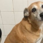 Mulher interrompe viagem para procurar por cão que desapareceu no Réveillon em MG