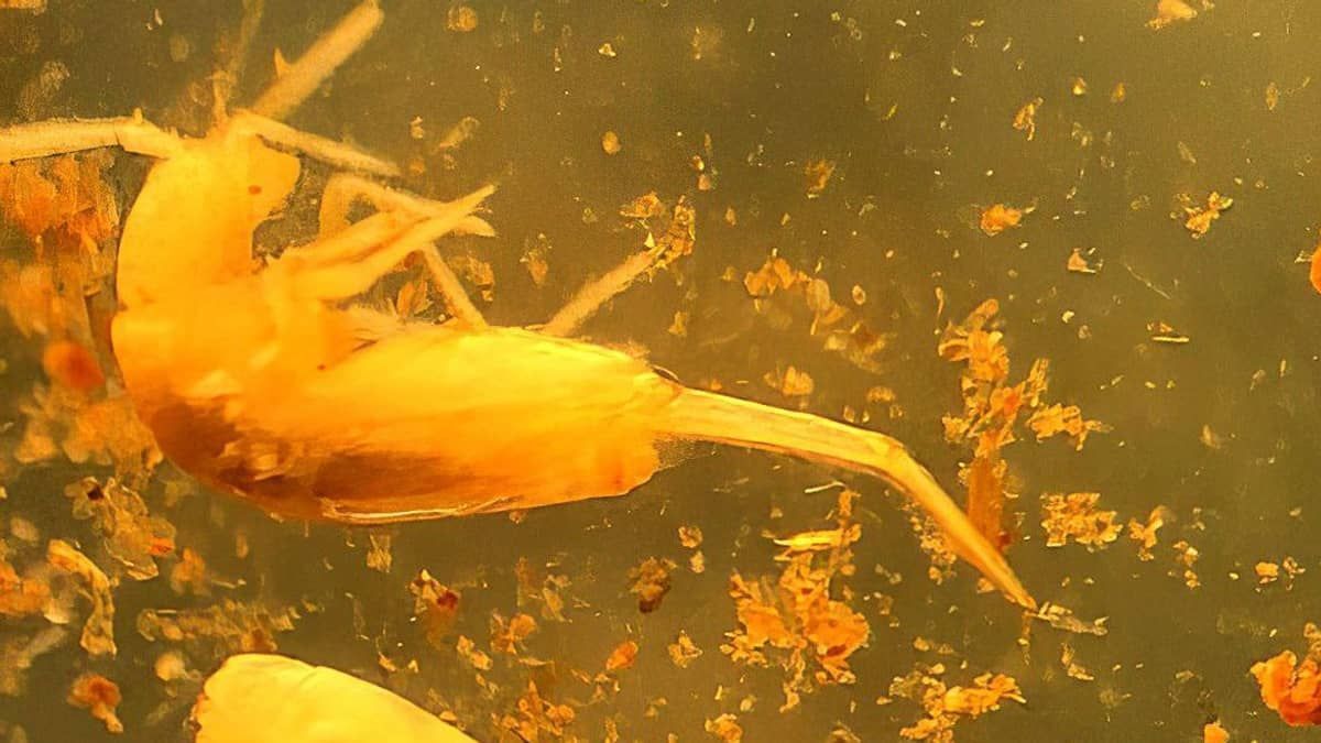 Cientistas encontram inseto em extinção minúsculo em caverna no Pará