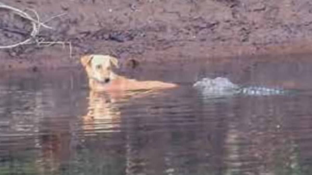 Crocodilos salvam a vida de cachorro na Índia e cientistas veem 'empatia' dos répteis