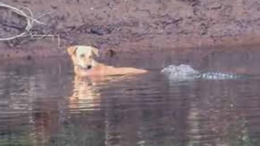 Imagem mostra cachorro e crododilo na Índia