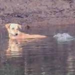 Crocodilos salvam a vida de cachorro na Índia e cientistas veem 'empatia' dos répteis