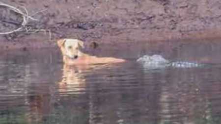 Imagem mostra cachorro e crododilo na Índia
