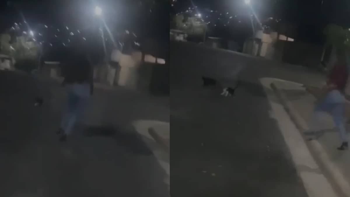 Vídeo: mulher grava vídeo perseguindo e chutando gato em Santa Luzia 