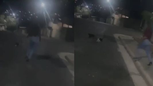 Imagem mostra o momento que a mulher agride um dos gatos