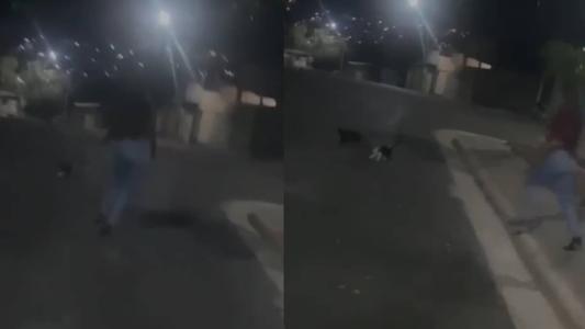 Imagem mostra o momento que a mulher agride um dos gatos