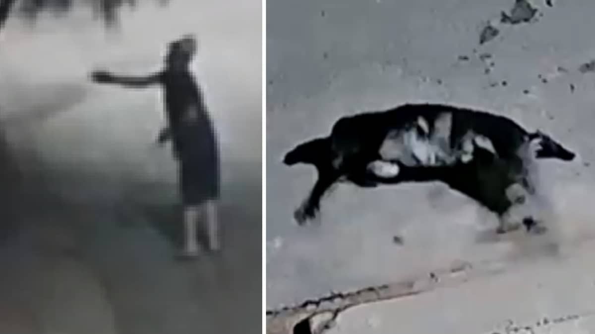 Vídeo: homem é filmado jogando carne para cachorros em MG; seis morreram envenenados
