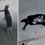 Vídeo: homem é filmado jogando carne para cachorros em MG; seis morreram envenenados