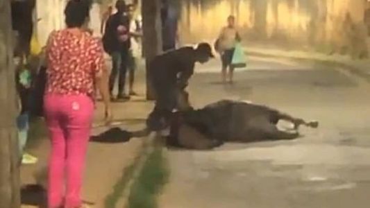 Imagem mostra suspeito agredindo o cavalo em avenida de Leopoldina (MG)