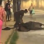 Suspeito de chutar e dar chicotadas em cavalo é preso em flagrante no interior de Minas