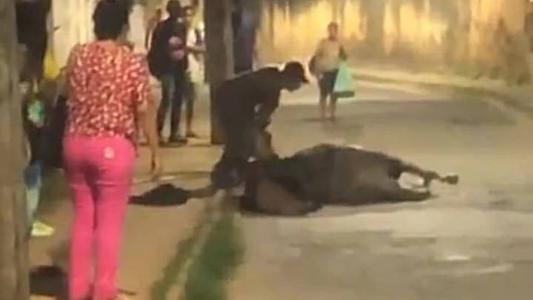 Imagem mostra suspeito agredindo o cavalo em avenida de Leopoldina (MG)