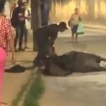 Suspeito de chutar e dar chicotadas em cavalo é preso em flagrante no interior de Minas