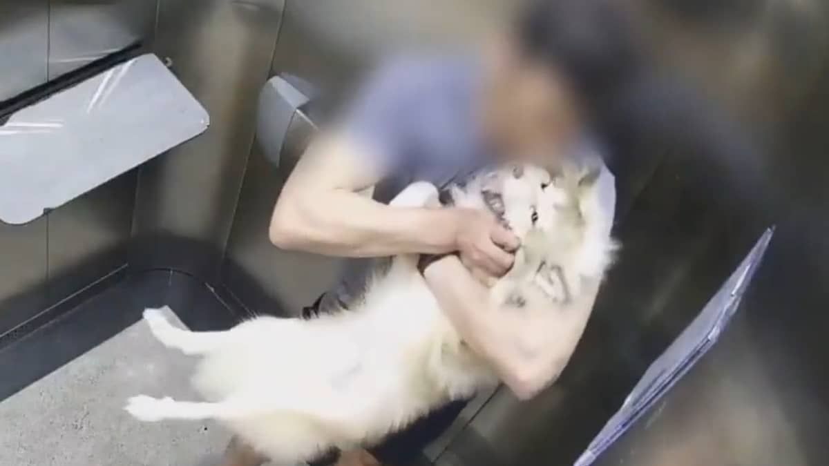 Vídeo: suspeito de maltratar filhote de Husky Siberiano é preso