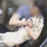 Vídeo: suspeito de maltratar filhote de Husky Siberiano é preso