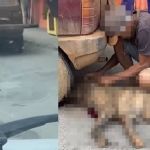 Justiça revoga prisão de idoso suspeito de arrastar cadela até a morte em Betim