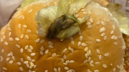 Imagens mostram a lesma no lanche