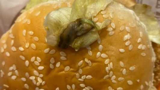 Imagens mostram a lesma no lanche