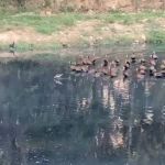 Jacaré brigão, carpa 'voadora' e peixão de 1 metro: veja os registros feitos na Lagoa da Pampulha