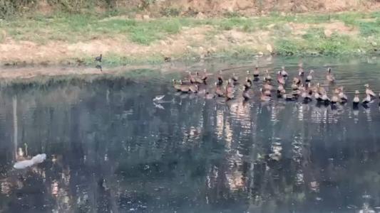 Imagens mostram como vivem jacarés e peixes na Lagoa da Pampulha