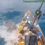 Vídeo: tubarão-tigre ataca caiaque de pescador no Havaí