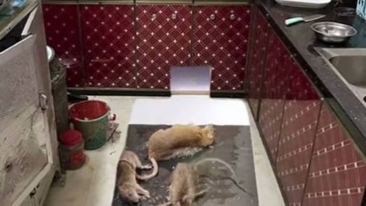 Imagens mostram roedores gigantes capturados por armadilha