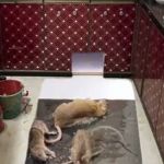 Vídeo que mostra armadilha para prender roedores viraliza nas redes sociais: 'é um rato ou cachorro?' 