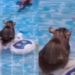 Ratos? Gambás? Moradora se assusta com roedores se refrescando na piscina dos filhos no Rio
