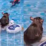 Ratos? Gambás? Moradora se assusta com roedores se refrescando na piscina dos filhos no Rio
