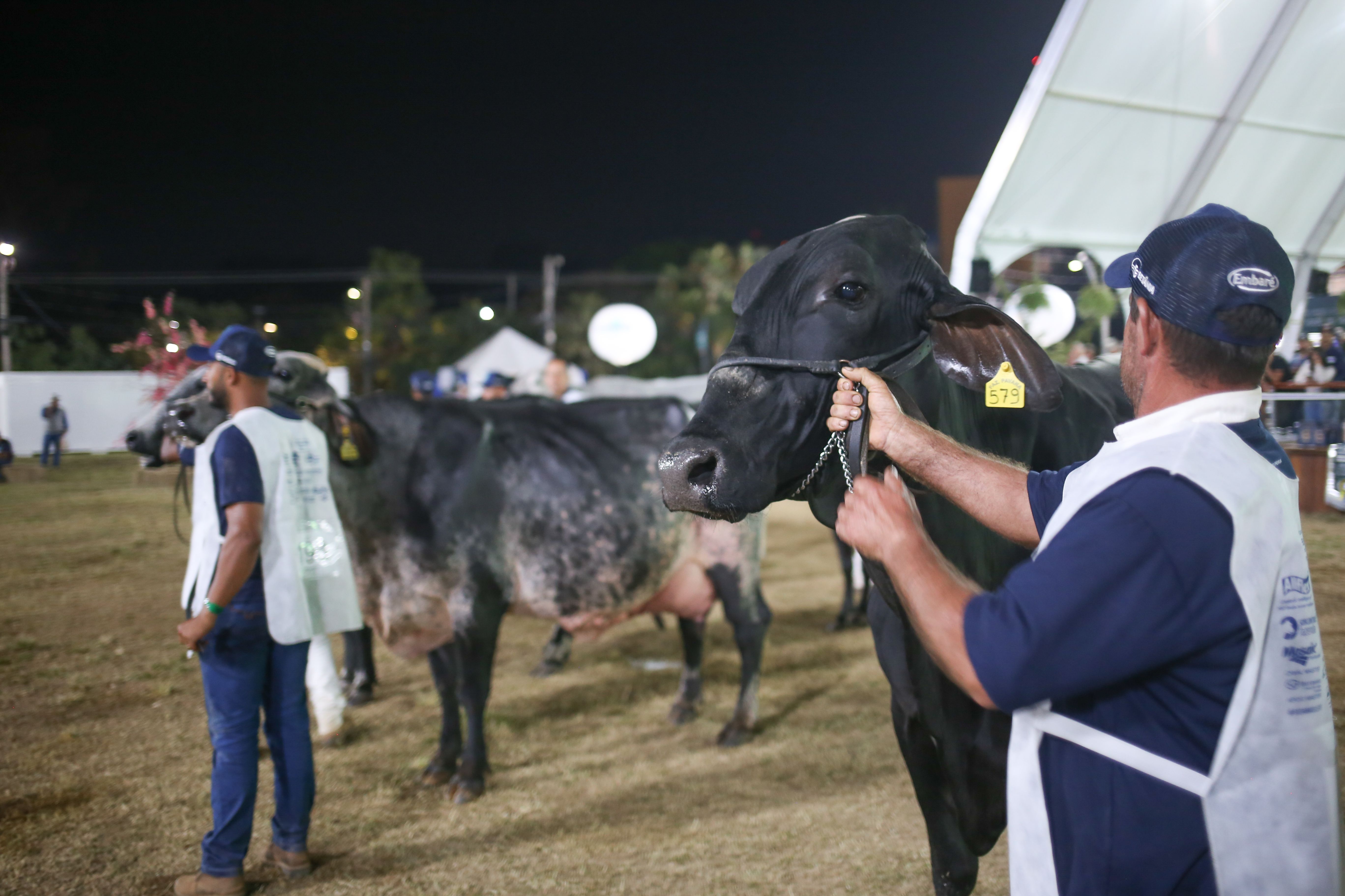 Megaleite 2024 terá torneio leiteiro e leilões de gado em BH