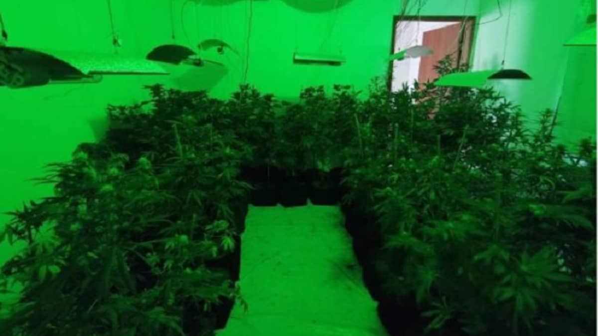 Servidor do Meio Ambiente condenado por produzir maconha em larga escala em MG é preso