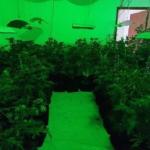 Servidor do Meio Ambiente condenado por produzir maconha em larga escala em MG é preso