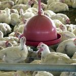 Gripe aviária: Japão suspende importação de carne de frango de Santa Catarina