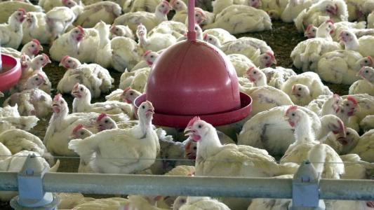 Importação de produtos avícolas de SC está suspensa, define Japão