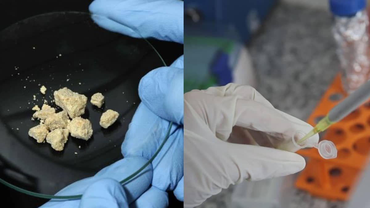 Vacina da UFMG contra o vício em crack e cocaína disputa prêmio internacional; saiba mais