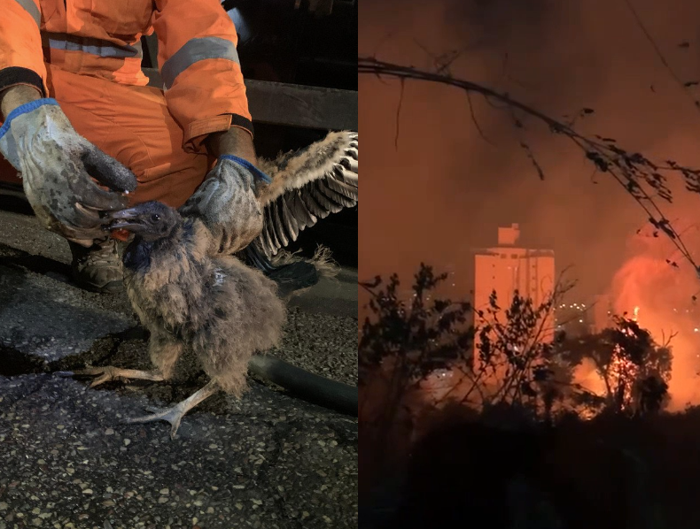 Fogo no parque do Castelo, BH: 20% da vegetação foi queimada pelo incêndio