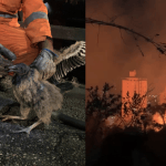 Fogo no parque do Castelo, BH: 20% da vegetação foi queimada pelo incêndio