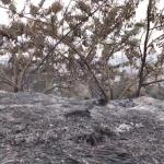 Incêndio em mata na av. Raja Gabaglia, em BH, é controlado