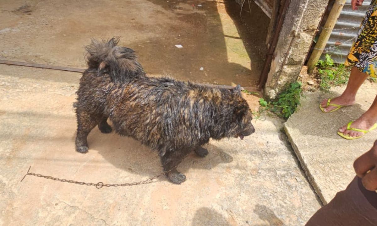 Cães são resgatados após incêndio em uma casa no bairro Ponte Preta em Juiz de Fora