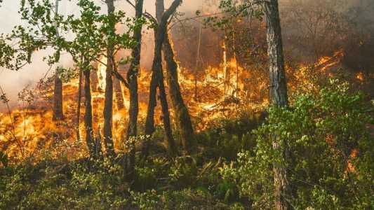 Incêndios florestais
