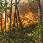 Itabirito, Ouro Preto e Ouro Branco recebem reforço no combate à incêndios florestais