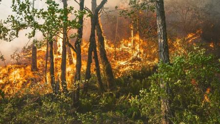 Incêndios florestais