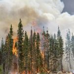 Incêndios florestais são consequência catastrófica da mudança climática