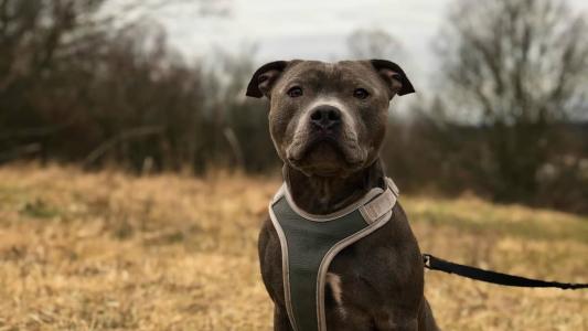 Independente da raça, cães nunca devem passear na rua sem coleira
