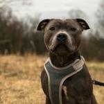 O que fazer se encontrar um Pitbull ou Rottweiler solto? Confira dicas para evitar perigo de ataque