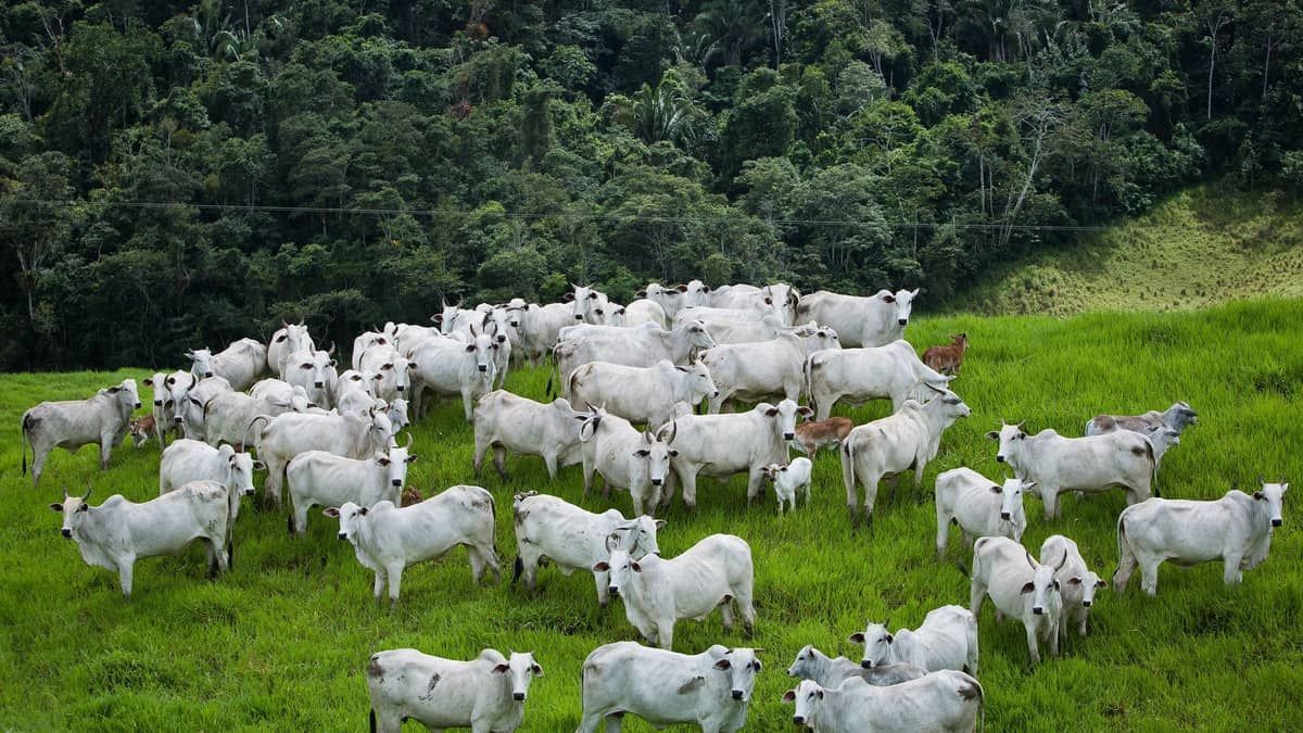 Indústria de carnes adere formalmente ao protocolo “Boi na Linha“, com foco em critérios ambientais na compra de gado