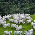 Indústria de carnes adere formalmente ao protocolo “Boi na Linha“, com foco em critérios ambientais na compra de gado