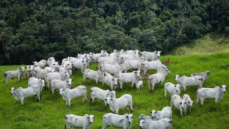 Indústria de carnes adere formalmente ao protocolo "Boi na Linha", com foco em critérios ambientais na compra de gado.